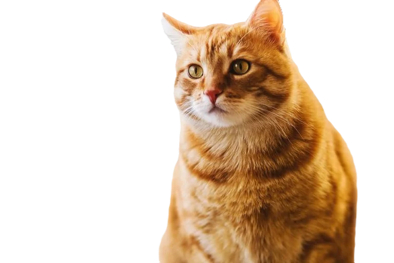 The same cat with its background removed